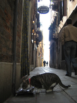 路地の猫