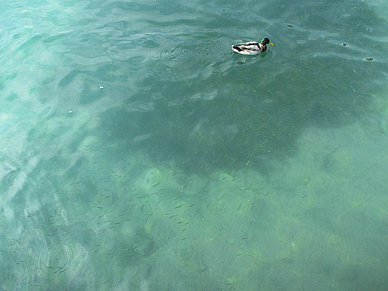 初夏のガルダ湖を訪れました